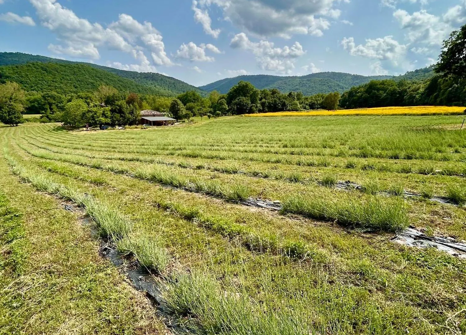 Podere Campalfi Medium Apartment Stigliano